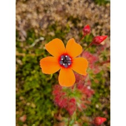 Drosera barbigera 'Badgingarra, WA'