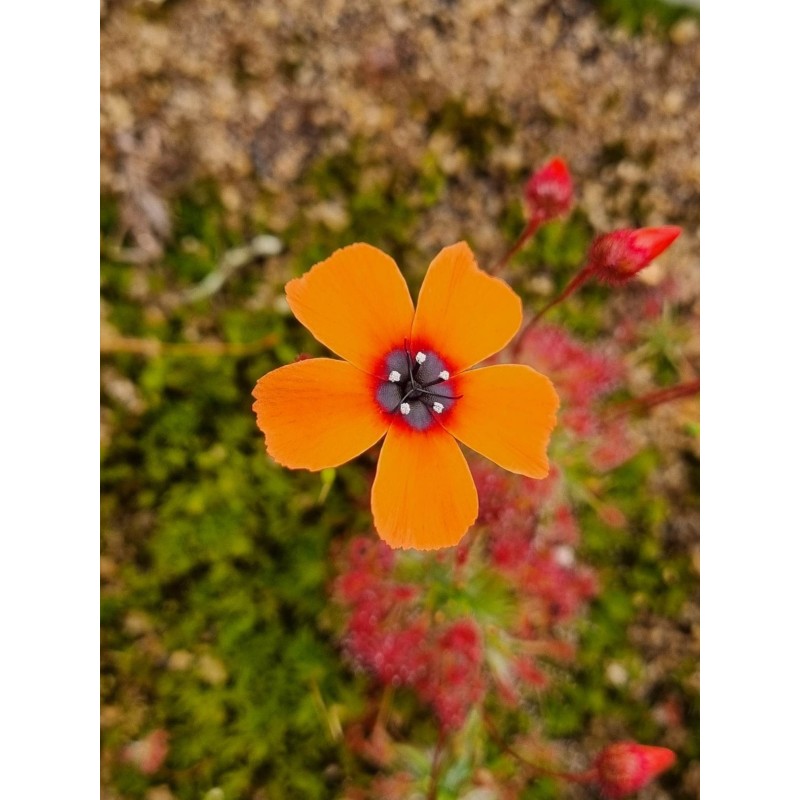 Drosera barbigera 'Badgingarra, WA'