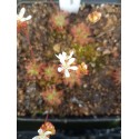 Drosera verrucata \'Betty\'s Beach, WA, AUS\'