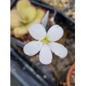 Pinguicula agnata \'Rio Toliman , Mexico\'
