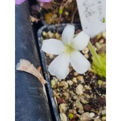 Pinguicula moranensis 'white flowers'