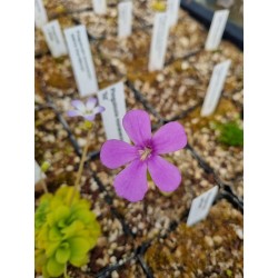 Pinguicula moranensis 'liz'