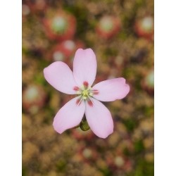 Drosera pycnoblasta