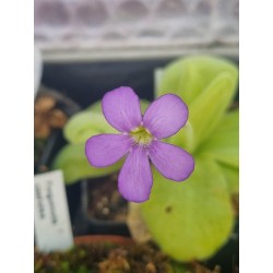 Pinguicula gigantea