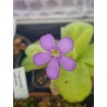 Pinguicula gigantea