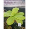 Pinguicula gigantea