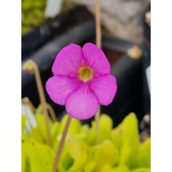 Pinguicula X Hawkesbury