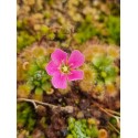 Drosera pulchella 'Big Brook, WA, red purple'