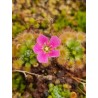 Drosera pulchella 'Big Brook, WA, red purple'