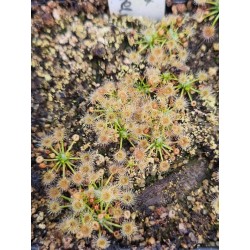 Drosera pygmaea 'all green'