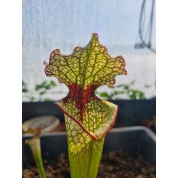 Sarracenia HCW x LW