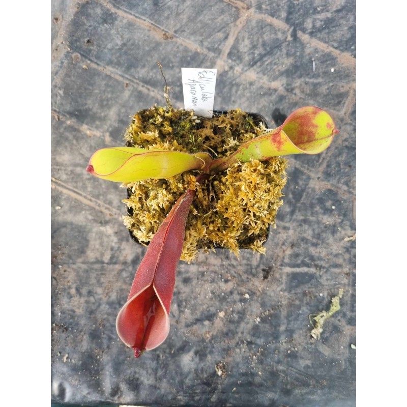 Heliamphora 'Aparaman Tepuis'
