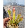 Heliamphora ionasii hairy killer x parva ultra hairy
