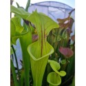 Sarracenia flava 'Chesterfield Co., South Carolina'