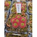 Drosera roseana