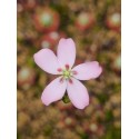 Drosera pycnoblasta