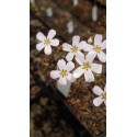 Drosera helodes 'great northern highway form'