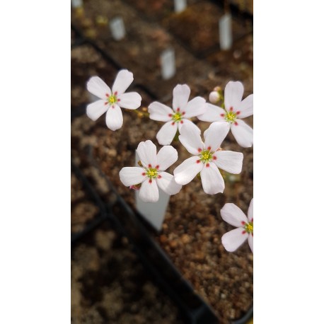 Drosera helodes 'great northern highway form'