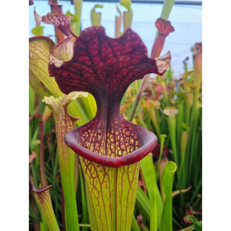 Sarracenia moorei 'esme cowlard' H192 MK
