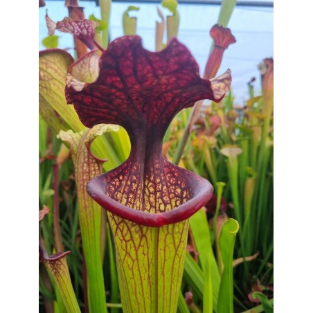 Sarracenia moorei 'esme cowlard' H192 MK