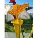 Sarracenia X brook's hybrid H7 MK'