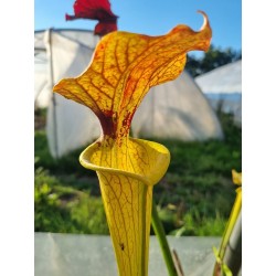 Sarracenia X brook's hybrid H7 MK'