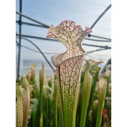 Sarracenia leucophylla 'white top, fine red veins'