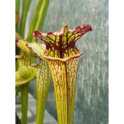 Sarracenia X lynda Butt