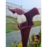 Sarracenia flava var. atropurpurea f28o MS