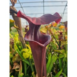 Sarracenia flava var. atropurpurea f28o MS