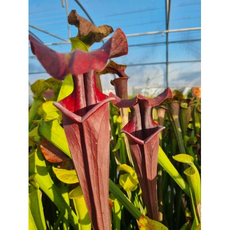Sarracenia flava var. atropurpurea f28o MS
