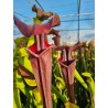 Sarracenia flava var. atropurpurea f28o MS