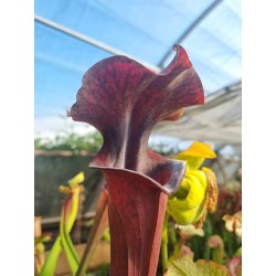 Sarracenia X alucard