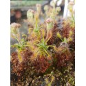 Drosera scorpioides 'pink flowers'