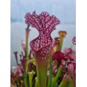 Sarracenia X moorei \'pink windows\'