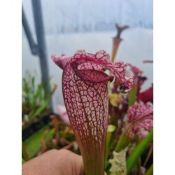 Sarracenia X pink thing