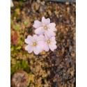 Drosera manii