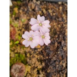 Drosera manii