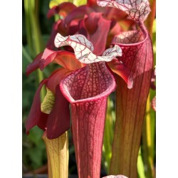 Sarracenia X ellie wang