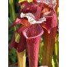 Sarracenia X ellie wang