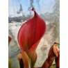 Heliamphora ionasii 'striped AW'