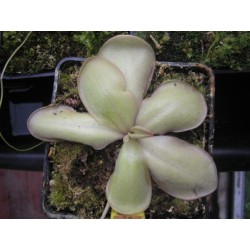 Pinguicula rectifolia