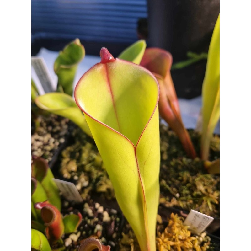 Heliamphora folliculata 'Murosipan'