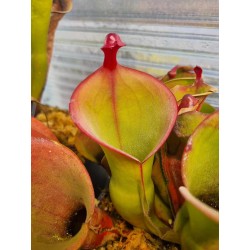 Heliamphora huberi 'Angasima'