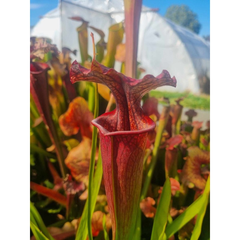 Sarracenia X moorei Wilkerson's red