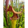 Sarracenia X Donald duck (D.G)