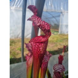 Sarracenia leucophylla 'bonbon'