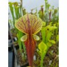 Sarracenia flava var. rubricorpora, heavy veined, red lid MKF47
