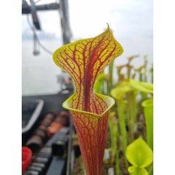 Sarracenia flava var. rubricorpora, heavy veined, red lid MKF47