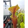 Sarracenia flava var. rubricorpora, heavy veined, red lid MKF47